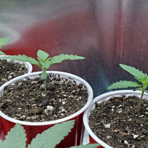 Bruce Banner Fast growlog timeline photo