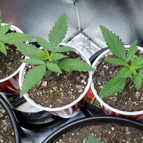 Bruce Banner Fast growlog timeline photo