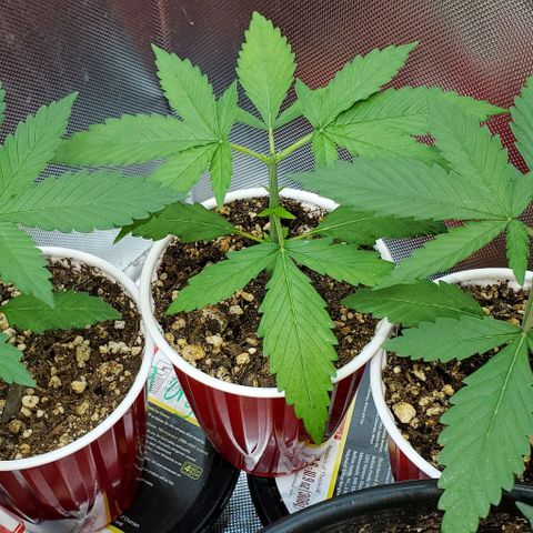 Bruce Banner Fast growlog timeline photo
