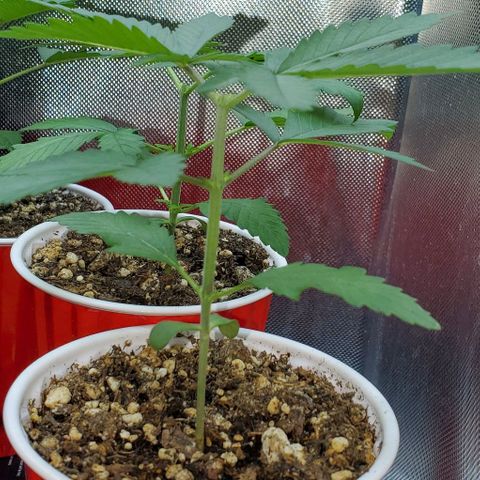 Bruce Banner Fast growlog timeline photo