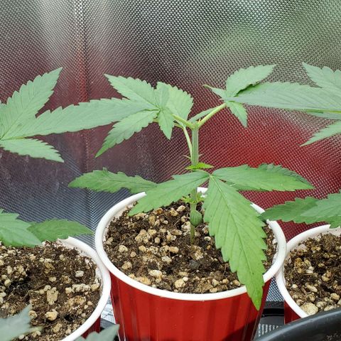 Bruce Banner Fast growlog timeline photo