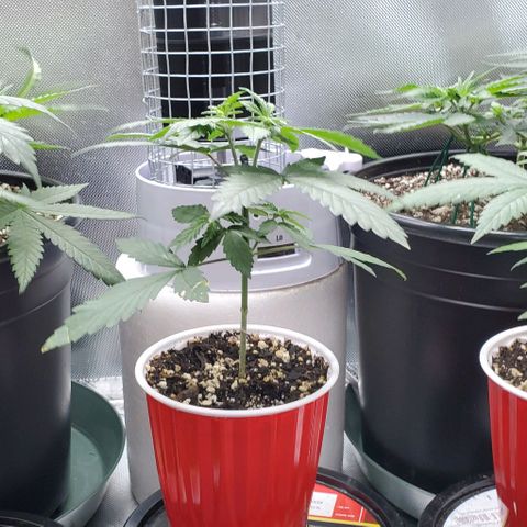 Bruce Banner Fast growlog timeline photo