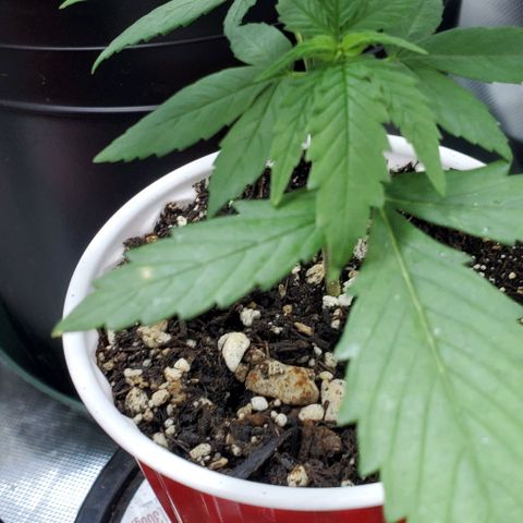 Bruce Banner Fast growlog timeline photo