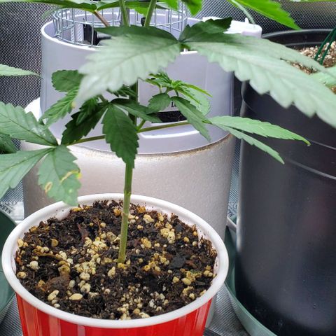 Bruce Banner Fast growlog timeline photo