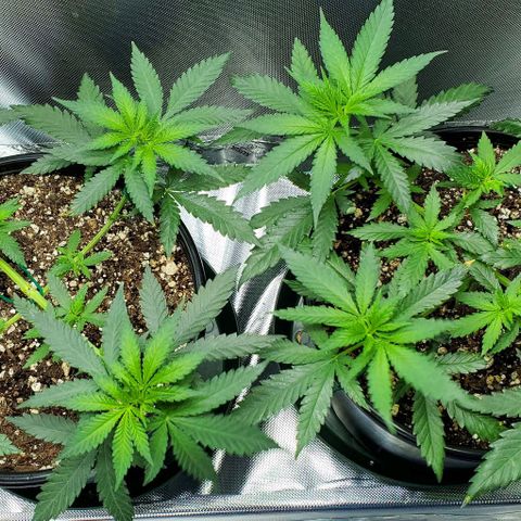 BGL v2 growlog timeline photo