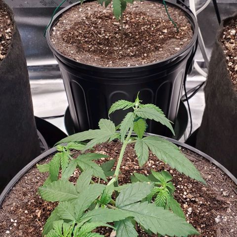 Bruce Banner Fast growlog timeline photo