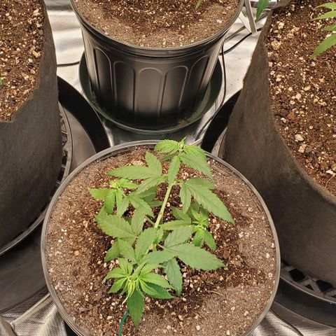Bruce Banner Fast growlog timeline photo