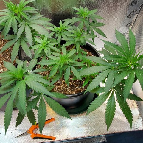 BGL v2 growlog timeline photo