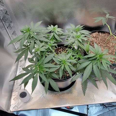 BGL v2 growlog timeline photo