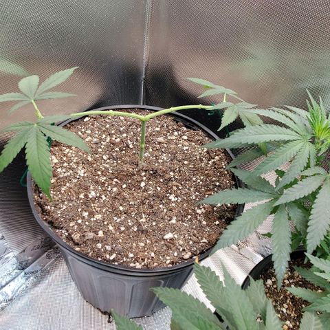 Bruce Banner Fast growlog timeline photo