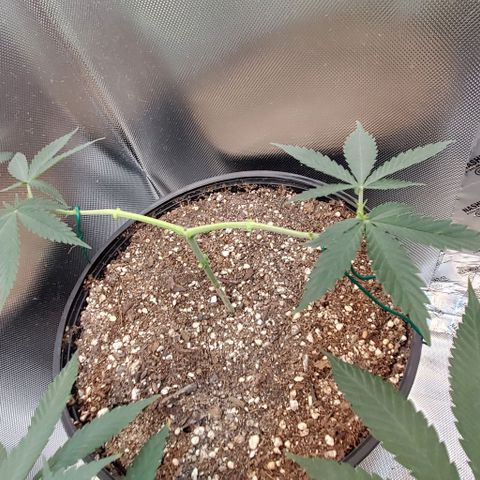 Bruce Banner Fast growlog timeline photo