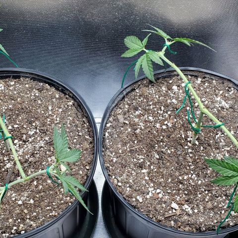 Bruce Banner Fast growlog timeline photo