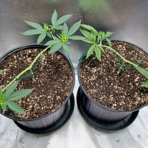 Bruce Banner Fast growlog timeline photo