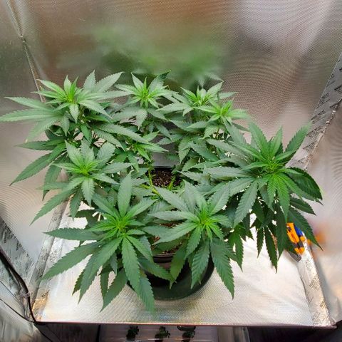 BGL v2 growlog timeline photo