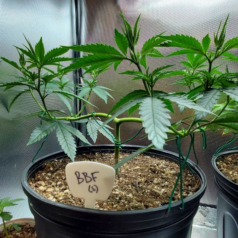 Bruce Banner Fast growlog timeline photo