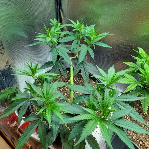 Bruce Banner Fast growlog timeline photo