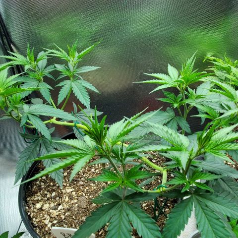 Bruce Banner Fast growlog timeline photo