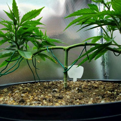 Bruce Banner Fast growlog timeline photo