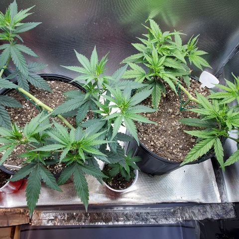 Bruce Banner Fast growlog timeline photo