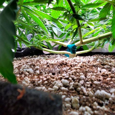 BGL v2 growlog timeline photo