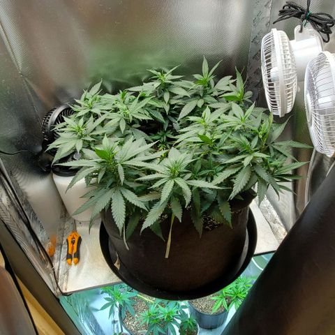 BGL v2 growlog timeline photo