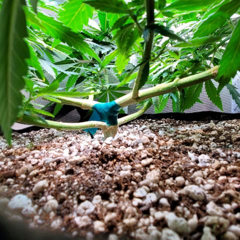BGL v2 growlog timeline photo