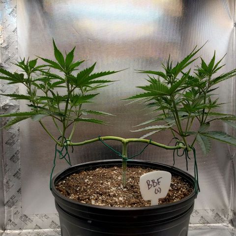 Bruce Banner Fast growlog timeline photo