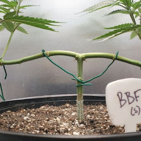 Bruce Banner Fast growlog timeline photo