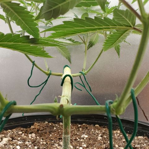 Bruce Banner Fast growlog timeline photo
