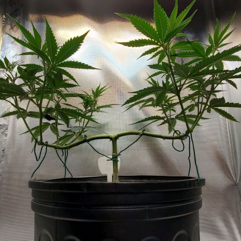 Bruce Banner Fast growlog timeline photo