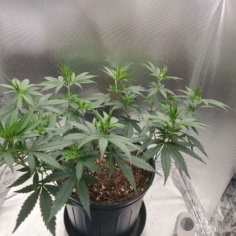 Bruce Banner Fast growlog timeline photo