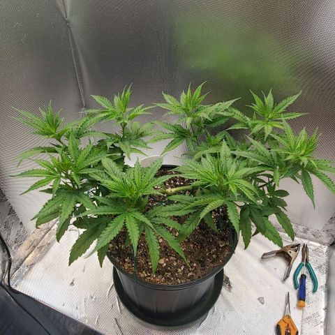 Bruce Banner Fast growlog timeline photo