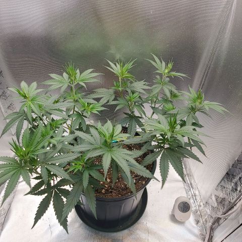 Bruce Banner Fast growlog timeline photo
