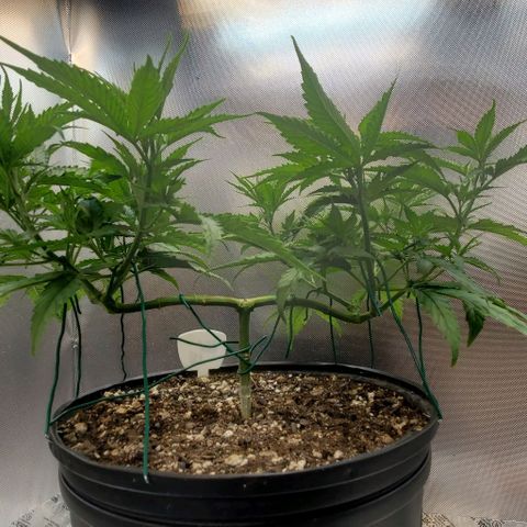 Bruce Banner Fast growlog timeline photo