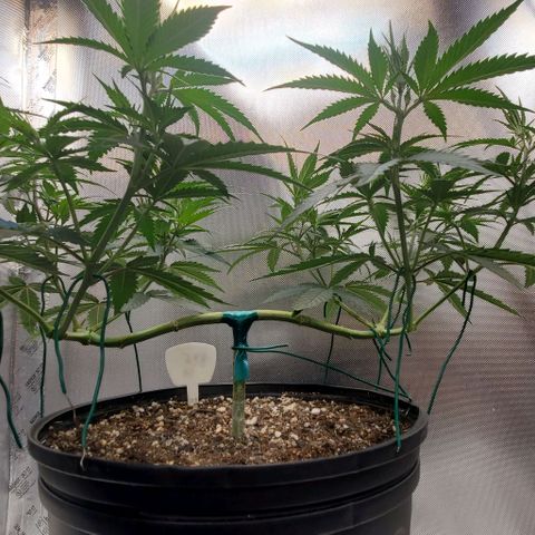 Bruce Banner Fast growlog timeline photo