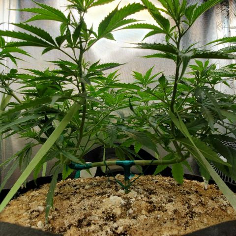 Bruce Banner Fast growlog timeline photo