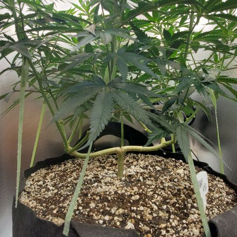 Bruce Banner Fast growlog timeline photo