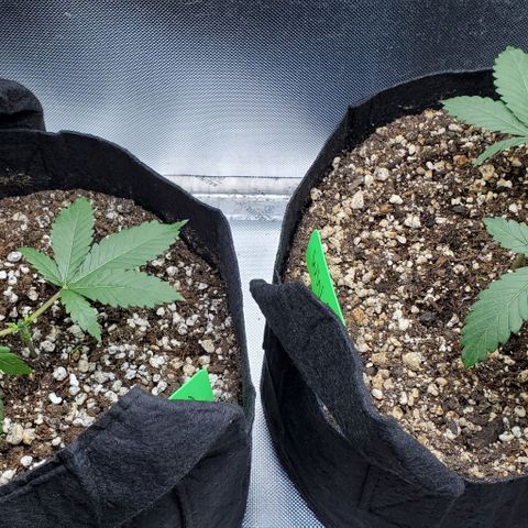 White Widow growlog timeline photo