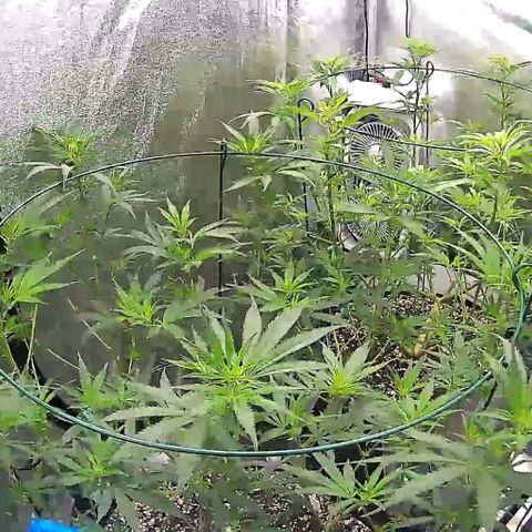Bruce Banner Fast growlog timeline photo