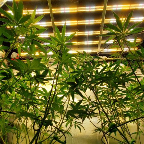 Bruce Banner Fast growlog timeline photo