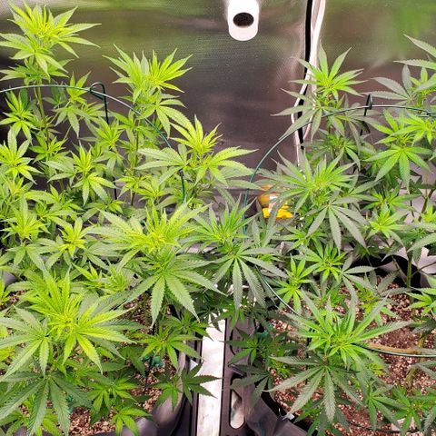 Bruce Banner Fast growlog timeline photo