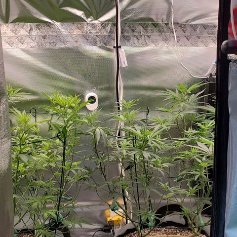 Bruce Banner Fast growlog timeline photo