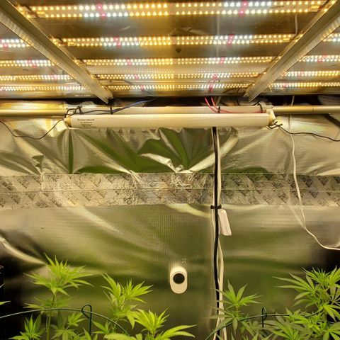 Bruce Banner Fast growlog timeline photo