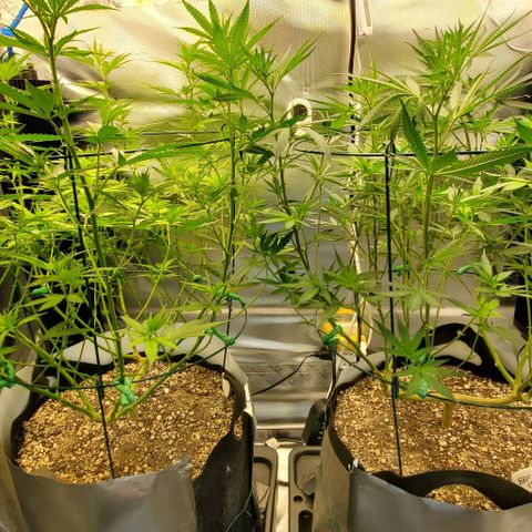 Bruce Banner Fast growlog timeline photo