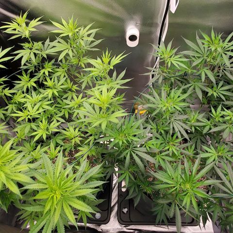 Bruce Banner Fast growlog timeline photo