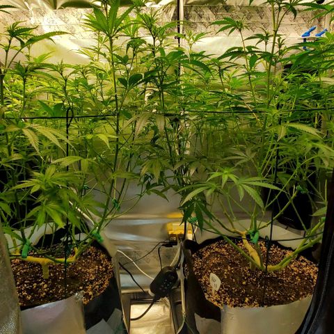Bruce Banner Fast growlog timeline photo