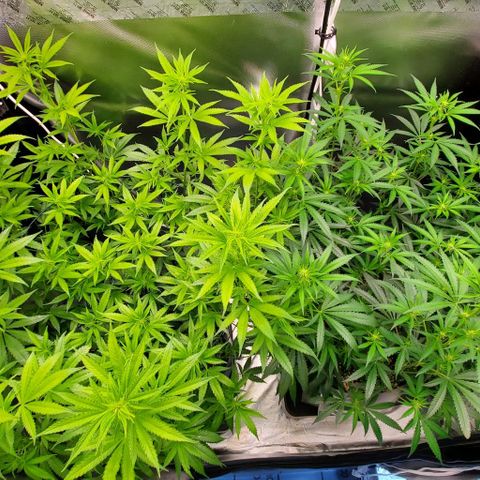 Bruce Banner Fast growlog timeline photo