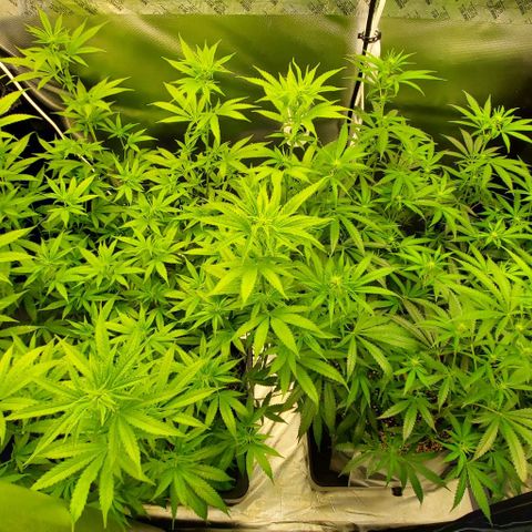 Bruce Banner Fast growlog timeline photo