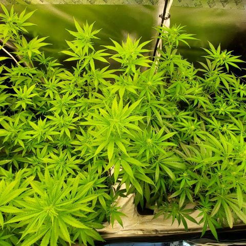 Bruce Banner Fast growlog timeline photo