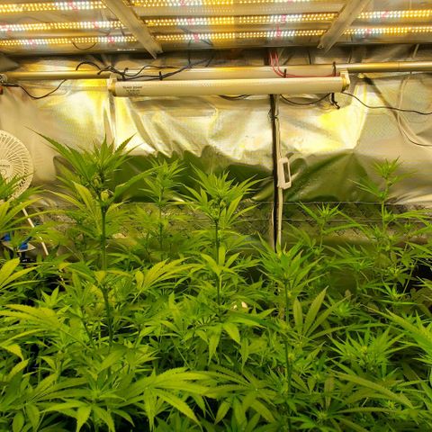 Bruce Banner Fast growlog timeline photo